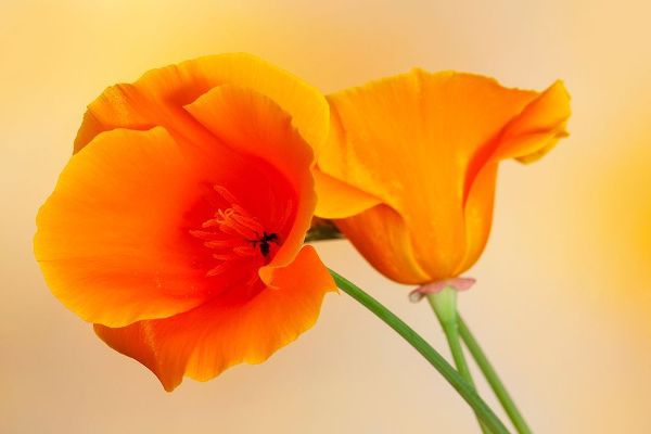 California Close-up of orange poppy